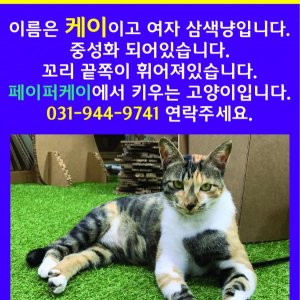 고양이를 찾습니다 고양이 전단지