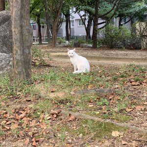 고양이 목격 터키시앙고라 인천광역시 부평구