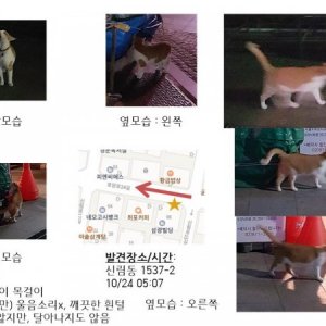 고양이 주인을 찾습니다 고양이 전단지