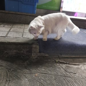 고양이 주인을 찾습니다 고양이 전단지