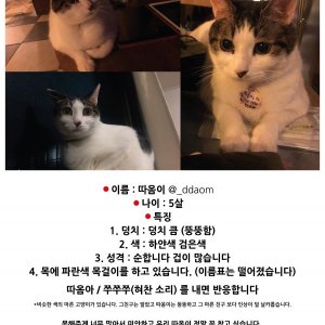 고양이를 찾습니다 고양이 전단지