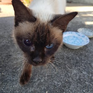 고양이 목격 샴 부산광역시 부산진구