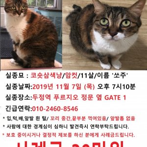 고양이를 찾습니다 고양이 전단지