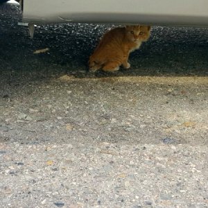 고양이 목격 기타묘종 울산광역시 북구