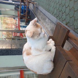 고양이 주인을 찾습니다 고양이 전단지