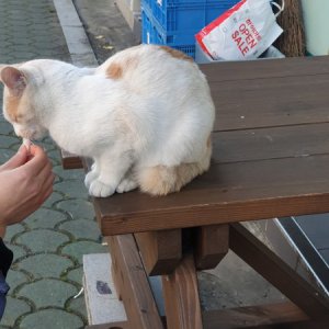 고양이 목격 먼치킨롱헤어 경상남도 양산시