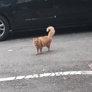 고양이 목격 기타묘종 대전광역시 유성구