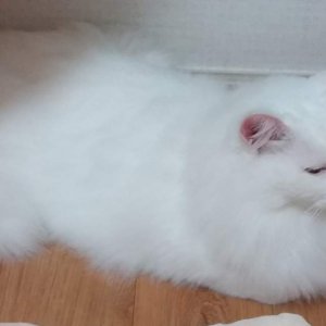 고양이를 찾습니다 고양이 전단지