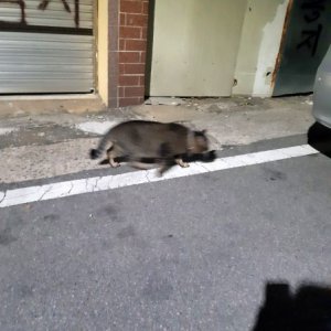 고양이 목격 코리아쇼트헤어 경상남도 양산시