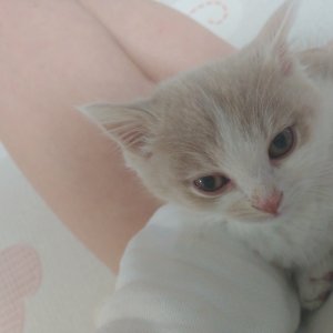 고양이 주인을 찾습니다 고양이 전단지