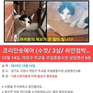 고양이를 찾습니다 고양이 전단지