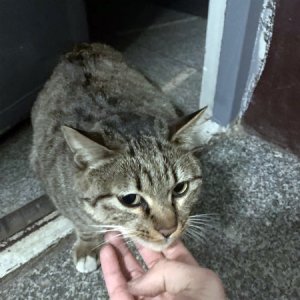 고양이 구조 코리아쇼트헤어 경기도 부천시 소사구