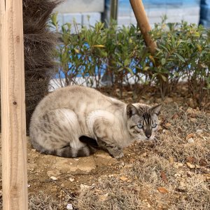 고양이 주인을 찾습니다 고양이 전단지