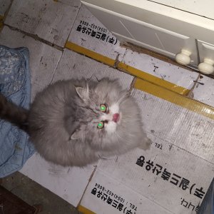 고양이 구조 기타묘종 경상북도 경산시