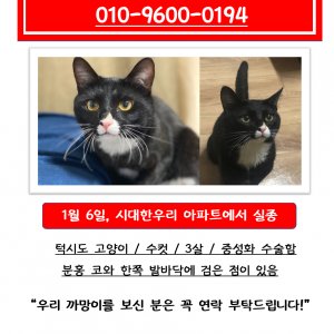 고양이를 찾습니다 고양이 전단지