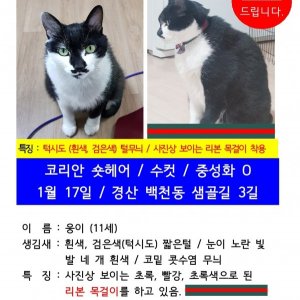 고양이를 찾습니다 고양이 전단지