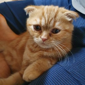 고양이를 찾습니다 고양이 전단지