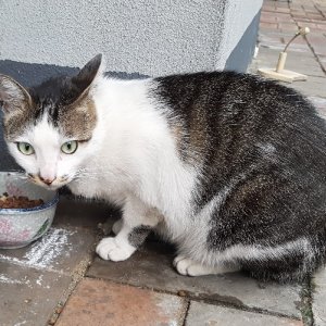 고양이를 찾습니다 고양이 전단지