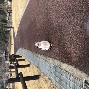 고양이 주인을 찾습니다 고양이 전단지