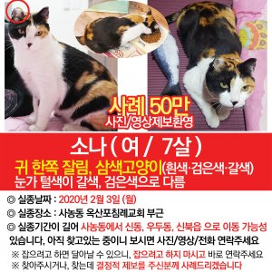 고양이를 찾습니다 고양이 전단지