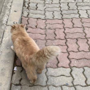 고양이 주인을 찾습니다 고양이 전단지