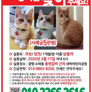 고양이를 찾습니다 고양이 전단지