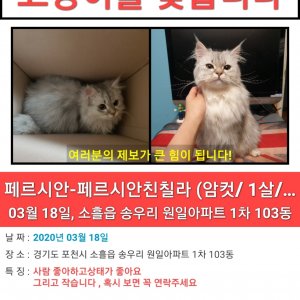 고양이를 찾습니다 고양이 전단지