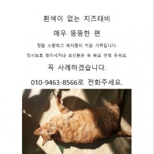 고양이를 찾습니다 고양이 전단지