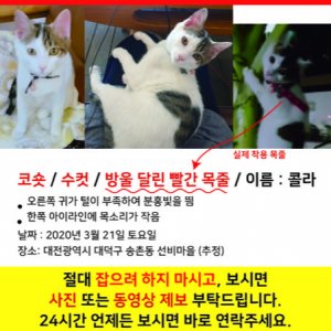 고양이실종분실 대전광역시 대덕구