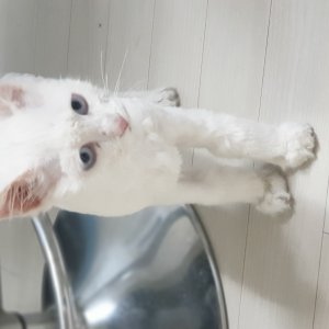 고양이 주인을 찾습니다 고양이 전단지