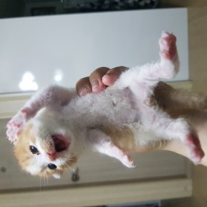 고양이 주인을 찾습니다 고양이 전단지