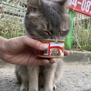 고양이 구조 아비시니안 경기도 김포시