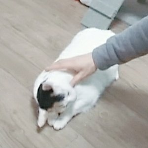 고양이를 찾습니다 고양이 전단지