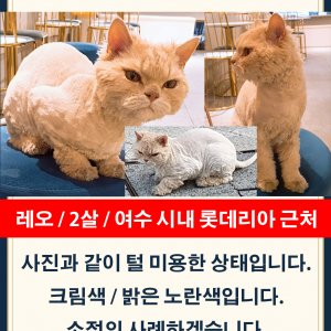 고양이실종분실 전라남도 여수시