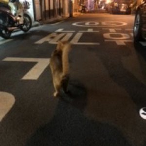 고양이 목격 아비시니안 서울특별시 용산구