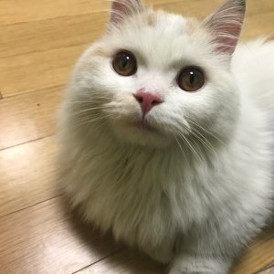 고양이 주인을 찾습니다 고양이 전단지