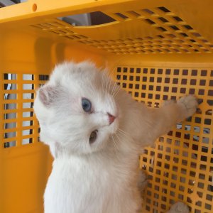 고양이 주인을 찾습니다 고양이 전단지