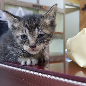 고양이 구조 코리아쇼트헤어 인천광역시 서구