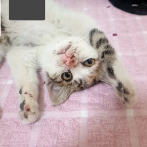 고양이 주인을 찾습니다 고양이 전단지