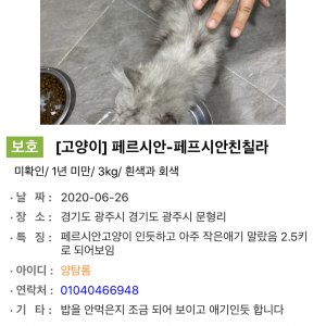 고양이 주인을 찾습니다 고양이 전단지