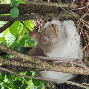 고양이 목격 코리아쇼트헤어 경상북도 구미시