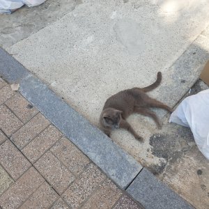 고양이 주인을 찾습니다 고양이 전단지