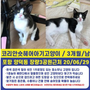 고양이를 찾습니다 고양이 전단지