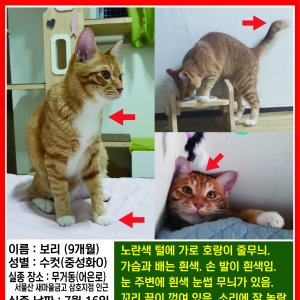 고양이를 찾습니다 고양이 전단지