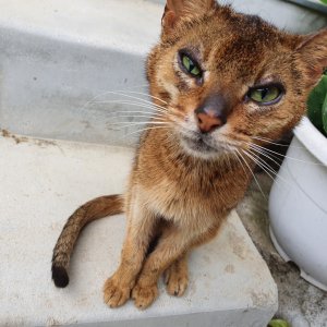 고양이 구조 아비시니안 충청북도 영동군