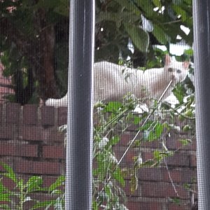 고양이 목격 터키시앙고라 서울특별시 관악구