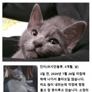 고양이실종분실 경상남도 진주시