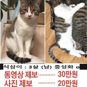 고양이를 찾습니다 고양이 전단지