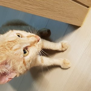 고양이 주인을 찾습니다 고양이 전단지