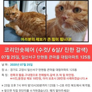 고양이실종분실 경기도 고양시 일산서구